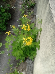 Chelidonium majus