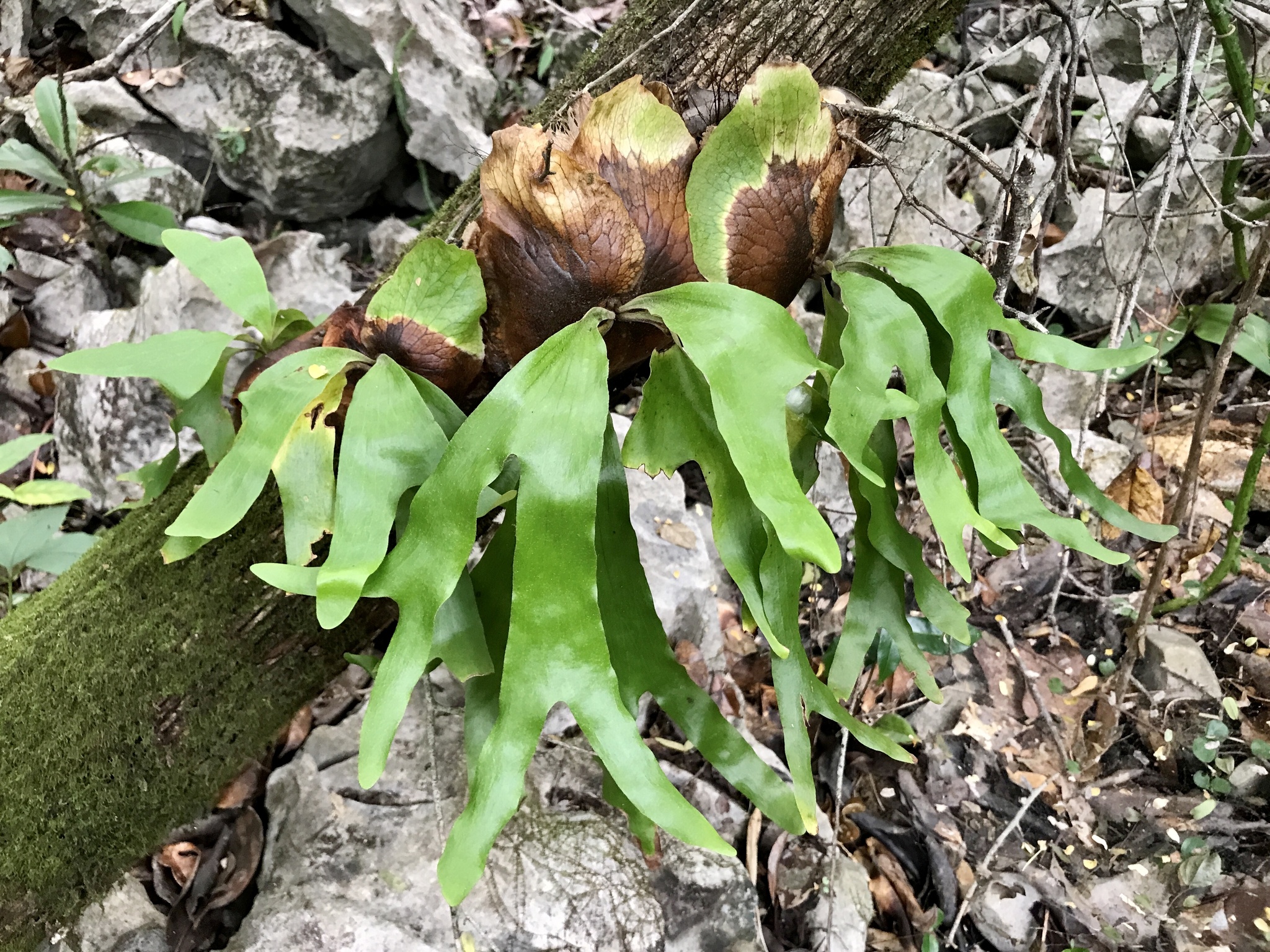 Platycerium quadridichotomum · iNaturalist