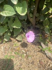 Convolvulus althaeoides