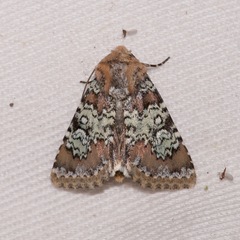 Hemibryomima chryselectra