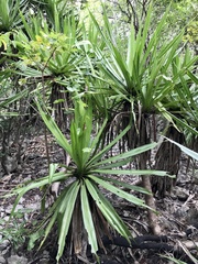 Pandanus ankaranensis