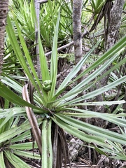 Pandanus ankaranensis