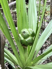 Pandanus ankaranensis