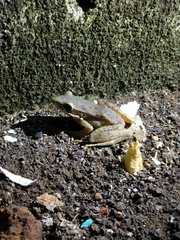 Chalcorana chalconota