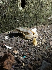 Chalcorana chalconota