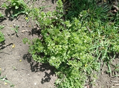 Veronica argute-serrata