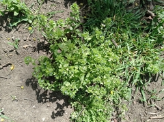 Veronica argute-serrata