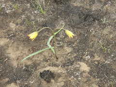Tulipa biflora