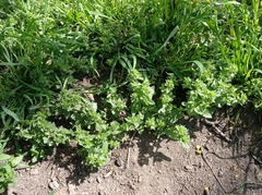 Veronica argute-serrata