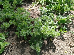 Veronica argute-serrata