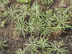 Geranium linearilobum