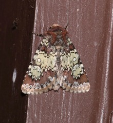 Hemibryomima chryselectra