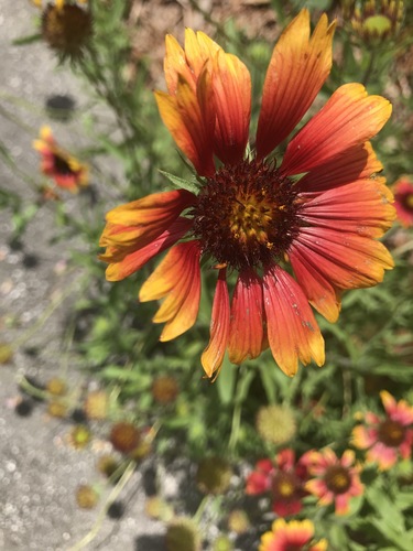 Gaillardia pulchella image