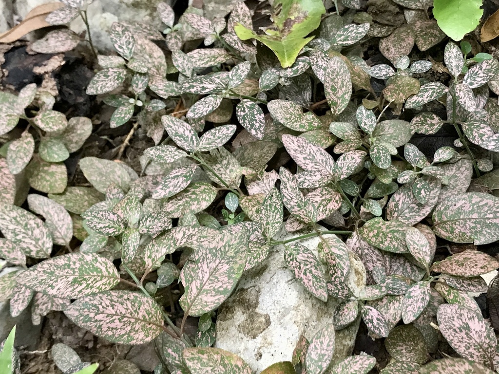 Polka dot plant growing in a shaded bed