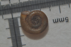Anisus leucostoma