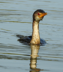 Microcarbo africanus