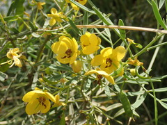 Senna artemisioides