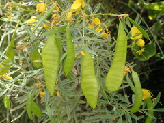 Senna artemisioides