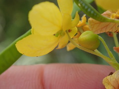 Senna artemisioides