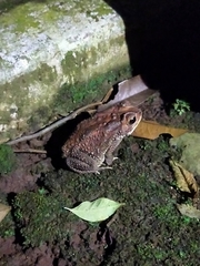 Duttaphrynus melanostictus