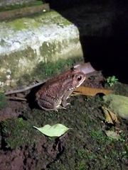 Duttaphrynus melanostictus