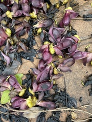 Mucuna sempervirens