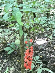 Combretum macrocalyx image