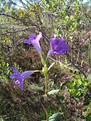 Ruellia hapalotricha
