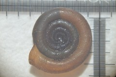 Anisus leucostoma
