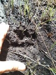 Chrysocyon brachyurus