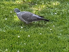 Columba palumbus palumbus