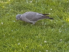Columba palumbus palumbus