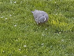 Columba palumbus palumbus