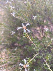 Spyridium stenophyllum