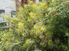 Senna artemisioides