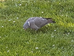 Columba palumbus palumbus