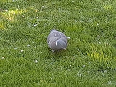 Columba palumbus palumbus