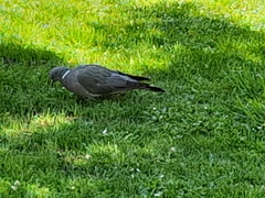 Columba palumbus palumbus