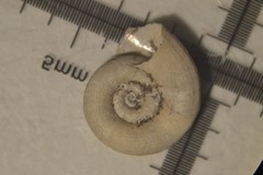 Gyraulus albus