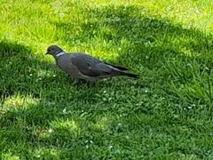 Columba palumbus palumbus