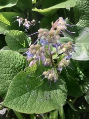 Trachystemon