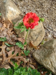 Potentilla thurberi