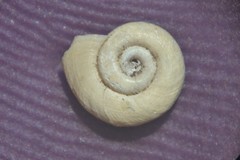 Gyraulus albus
