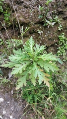 Argyranthemum pinnatifidum subsp. pinnatifidum image