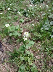 Alliaria petiolata