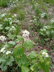 Alliaria petiolata