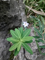 Angiospermae