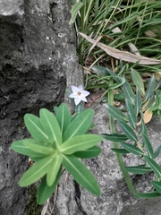 Angiospermae