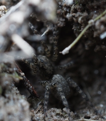 Arctosa maculata