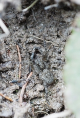 Arctosa maculata
